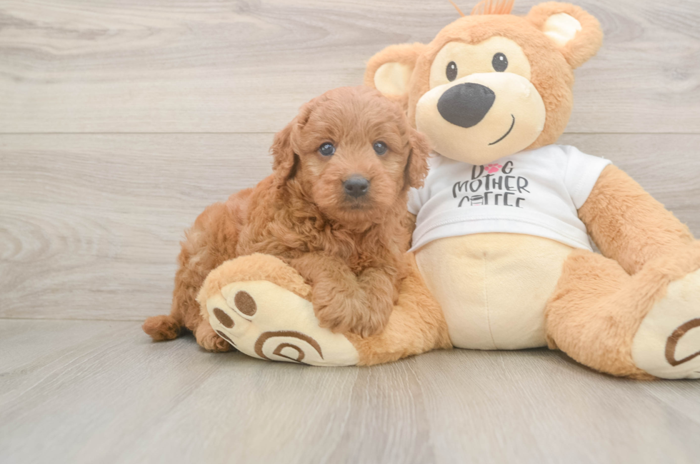 6 week old Mini Goldendoodle Puppy For Sale - Windy City Pups