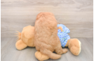 Cute Mini Goldendoodle Baby
