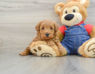 8 week old Mini Goldendoodle Puppy For Sale - Windy City Pups