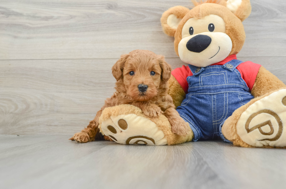 6 week old Mini Goldendoodle Puppy For Sale - Windy City Pups