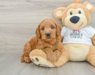 8 week old Mini Goldendoodle Puppy For Sale - Windy City Pups