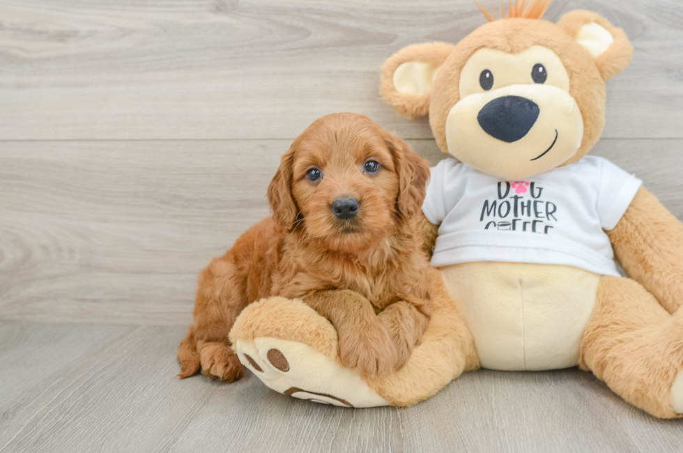 7 week old Mini Goldendoodle Puppy For Sale - Windy City Pups