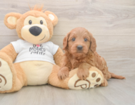 7 week old Mini Goldendoodle Puppy For Sale - Windy City Pups