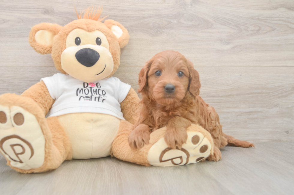 6 week old Mini Goldendoodle Puppy For Sale - Windy City Pups