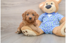 Mini Goldendoodle Pup Being Cute
