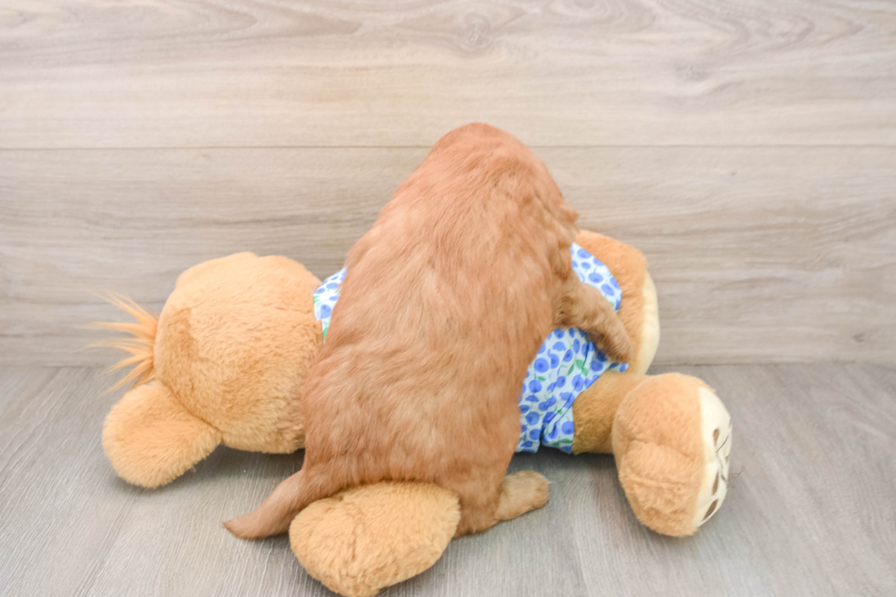 Mini Goldendoodle Pup Being Cute