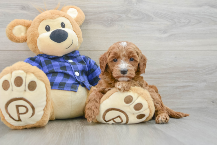 Adorable Golden Retriever Poodle Mix Poodle Mix Puppy