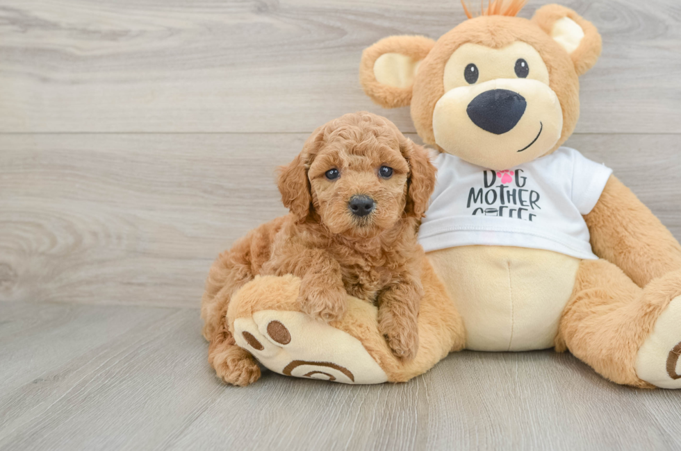 7 week old Mini Goldendoodle Puppy For Sale - Windy City Pups