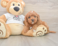 7 week old Mini Goldendoodle Puppy For Sale - Windy City Pups