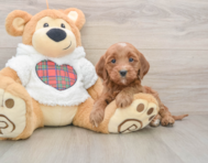 8 week old Mini Goldendoodle Puppy For Sale - Windy City Pups