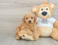 8 week old Mini Goldendoodle Puppy For Sale - Windy City Pups