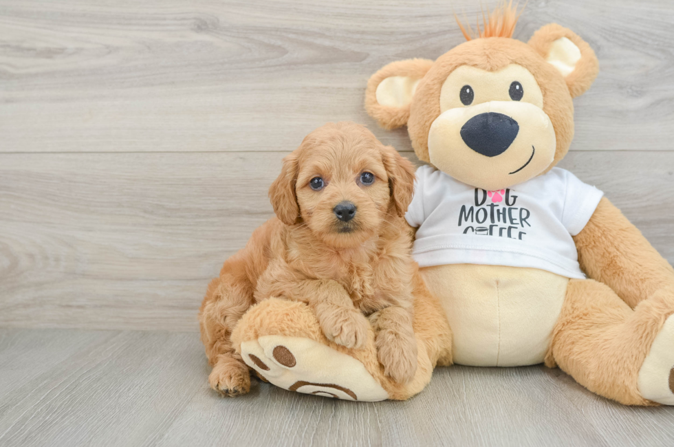 7 week old Mini Goldendoodle Puppy For Sale - Windy City Pups