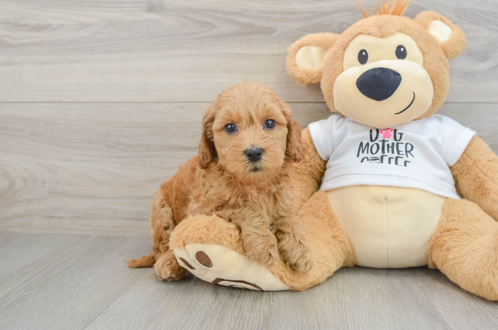 7 week old Mini Goldendoodle Puppy For Sale - Windy City Pups