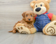 7 week old Mini Goldendoodle Puppy For Sale - Windy City Pups