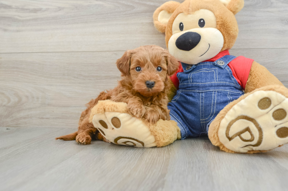 6 week old Mini Goldendoodle Puppy For Sale - Windy City Pups