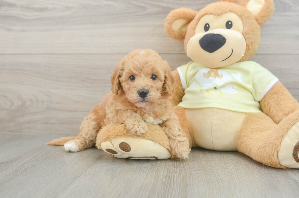 5 week old Mini Goldendoodle Puppy For Sale - Windy City Pups