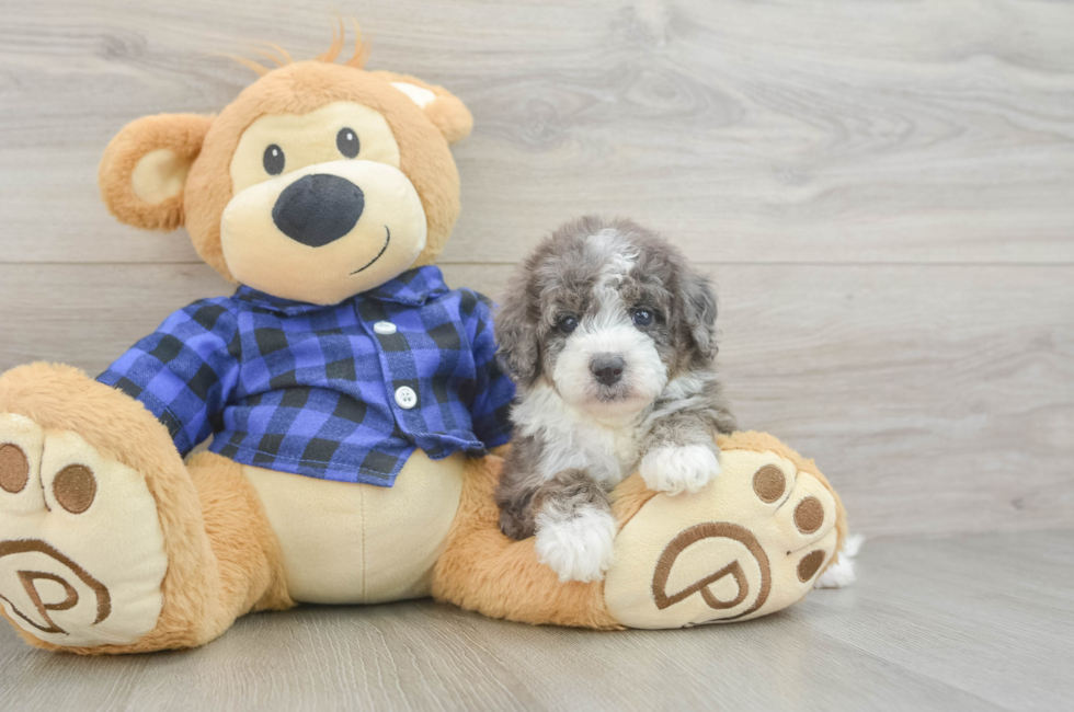 6 week old Mini Goldendoodle Puppy For Sale - Windy City Pups