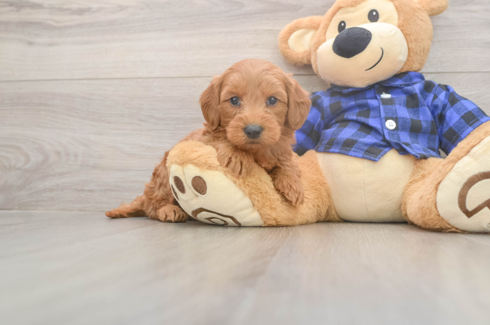 6 week old Mini Goldendoodle Puppy For Sale - Windy City Pups