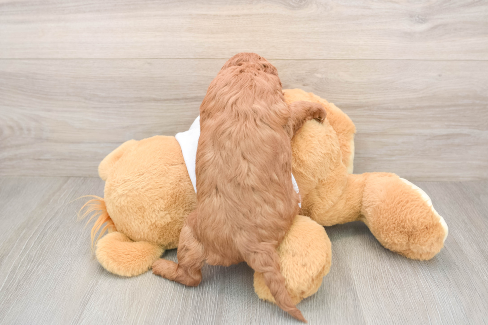 Little Mini Goldenpoo Poodle Mix Puppy