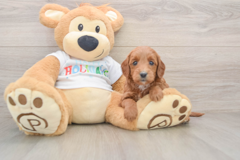 Mini Goldendoodle Pup Being Cute