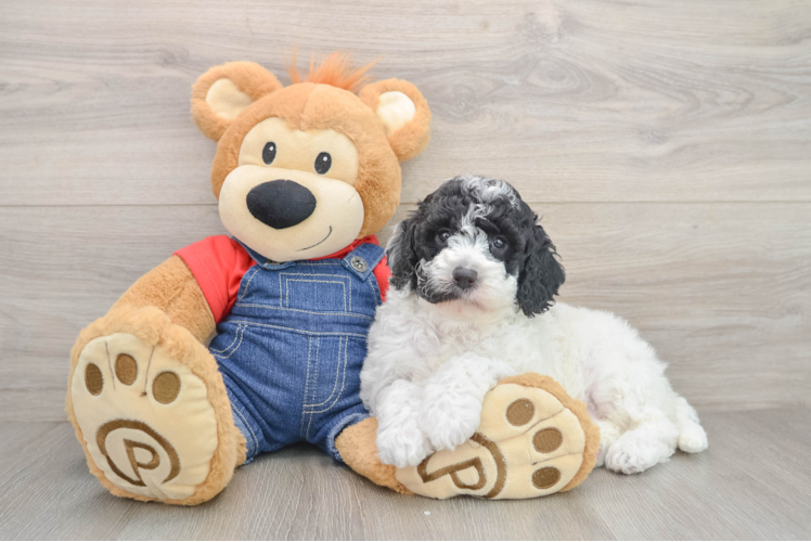 Best Mini Goldendoodle Baby