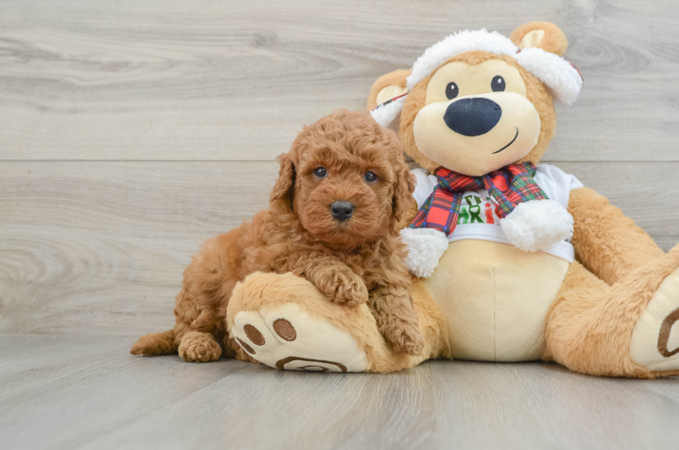 5 week old Mini Goldendoodle Puppy For Sale - Windy City Pups