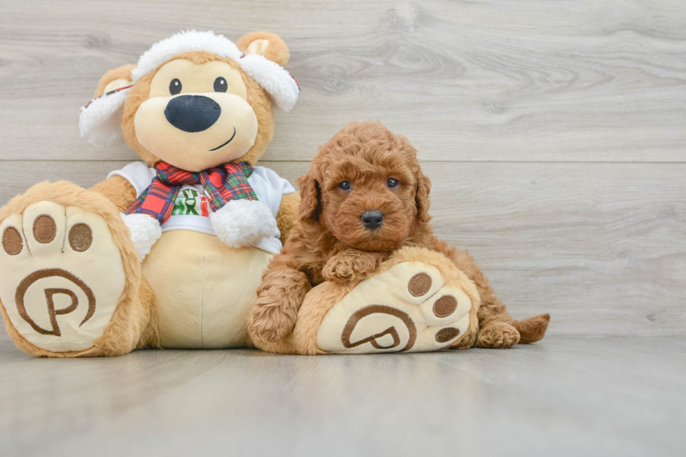 Mini Goldendoodle Pup Being Cute