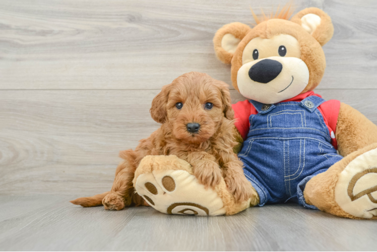 Mini Goldendoodle Puppy for Adoption