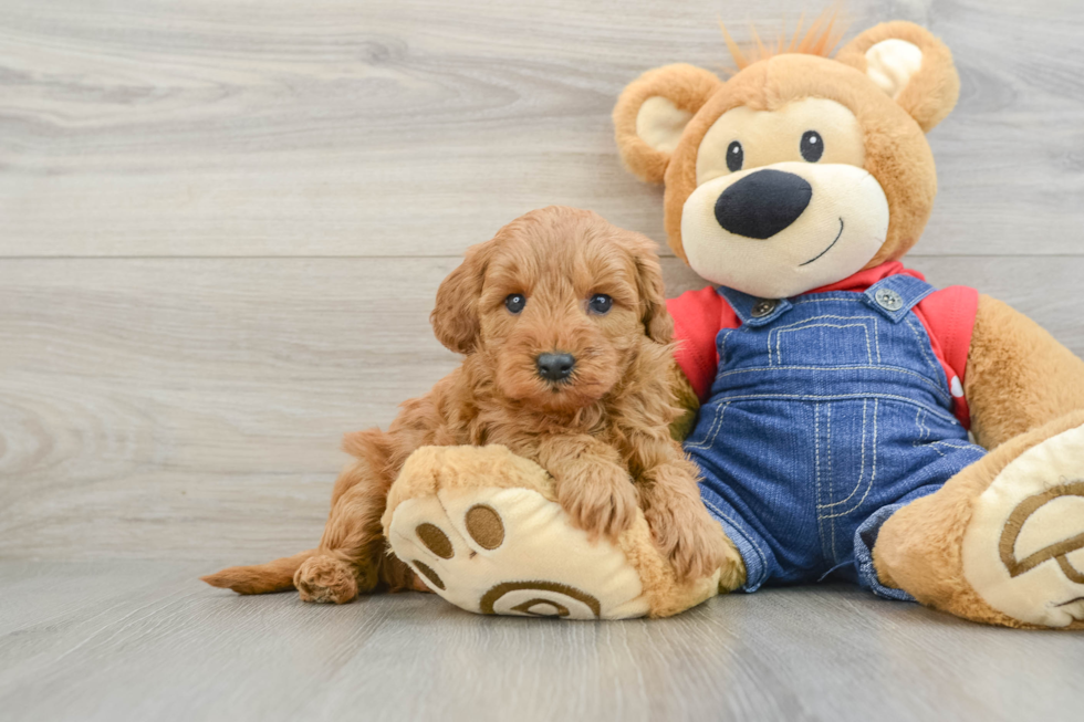 Mini Goldendoodle Puppy for Adoption