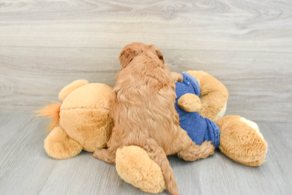 Mini Goldendoodle Puppy for Adoption