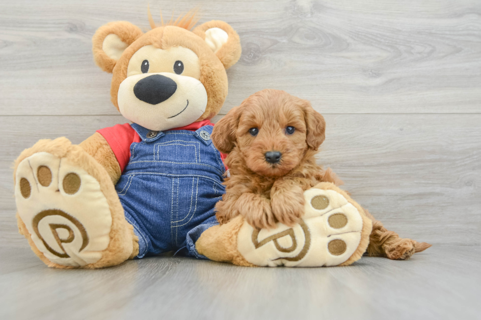 Cute Mini Goldendoodle Baby