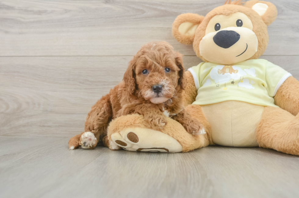 5 week old Mini Goldendoodle Puppy For Sale - Windy City Pups
