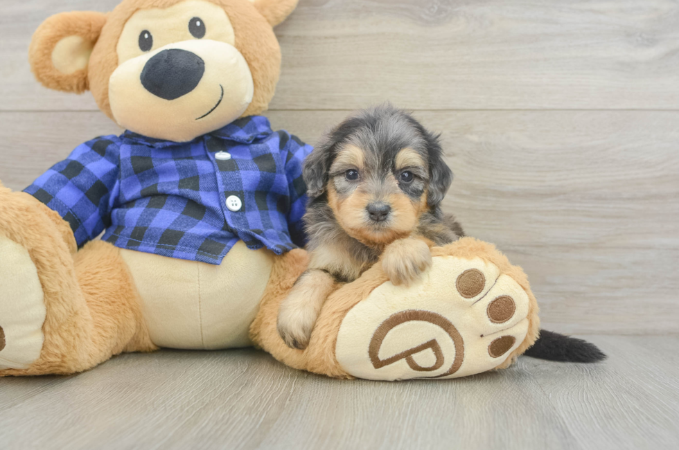 6 week old Mini Goldendoodle Puppy For Sale - Windy City Pups