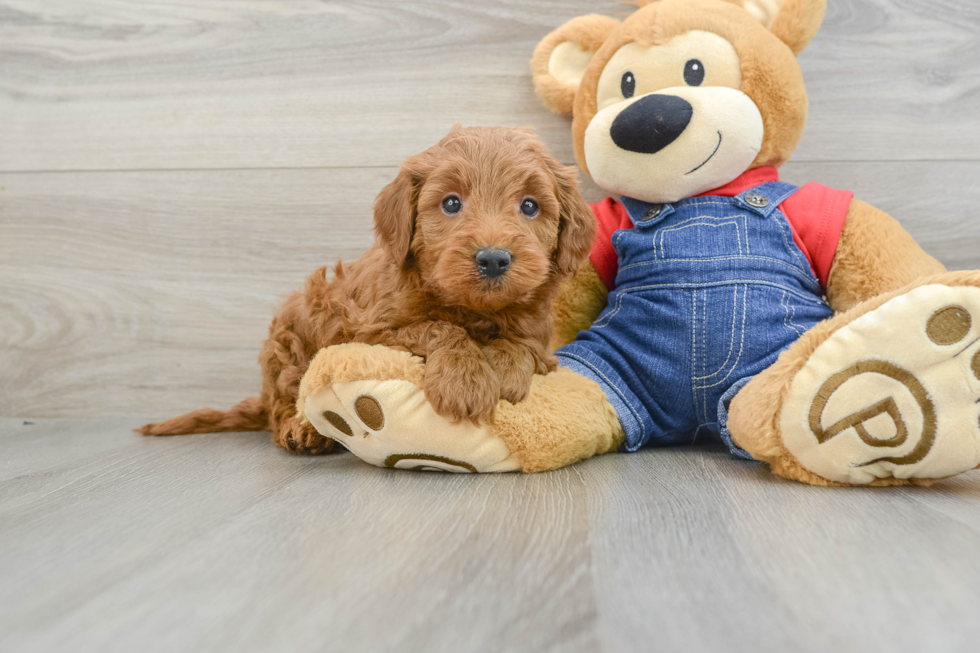 Mini Goldendoodle Pup Being Cute