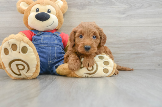 Mini Goldendoodle Pup Being Cute