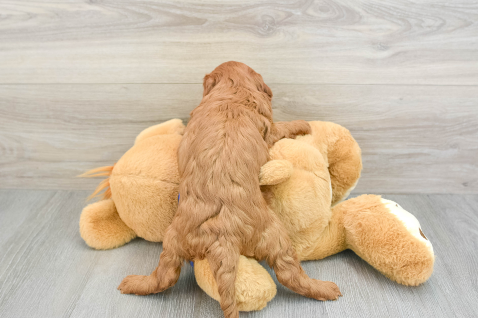 Hypoallergenic Mini Goldiepoo Poodle Mix Puppy