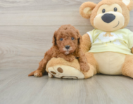 7 week old Mini Goldendoodle Puppy For Sale - Windy City Pups