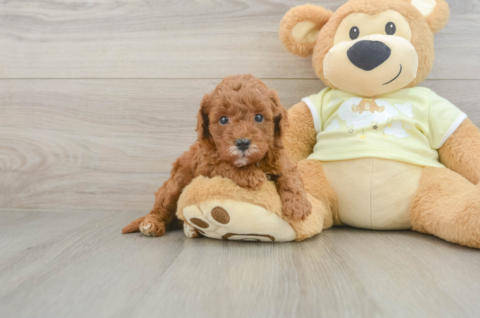 5 week old Mini Goldendoodle Puppy For Sale - Windy City Pups