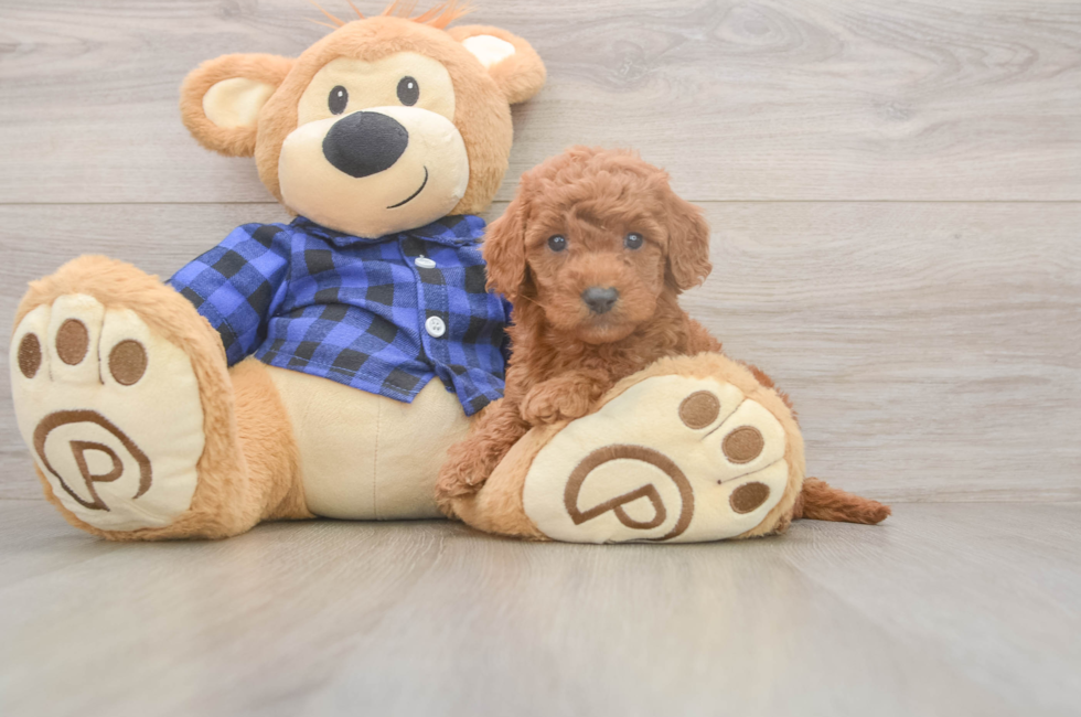 6 week old Mini Goldendoodle Puppy For Sale - Windy City Pups