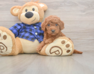 7 week old Mini Goldendoodle Puppy For Sale - Windy City Pups 7 week old Mini Goldendoodle Puppy For Sale - Windy City Pups