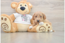 Best Mini Goldendoodle Baby