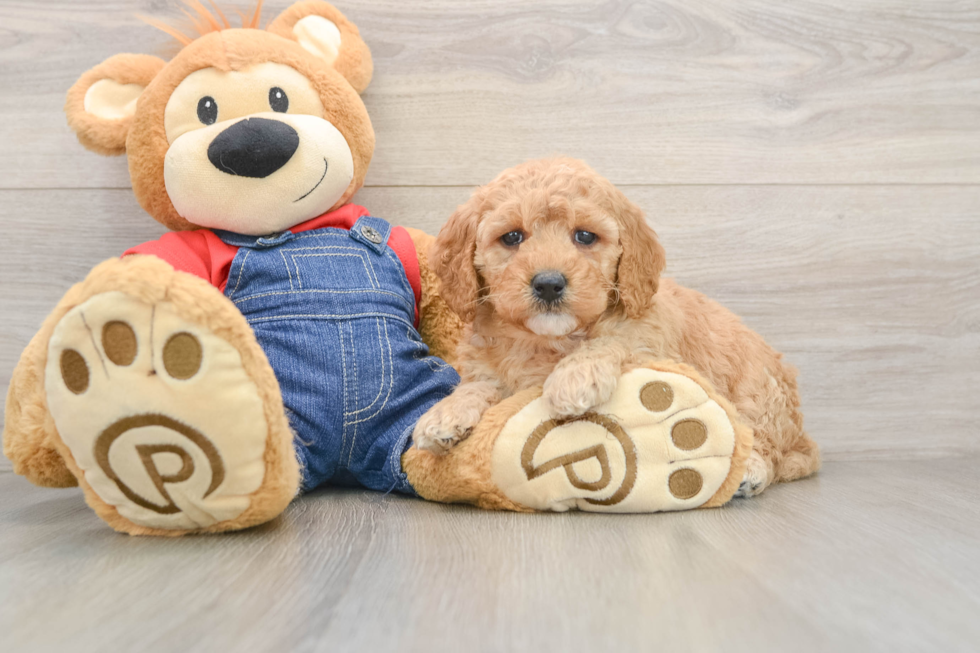 Energetic Golden Doodle Poodle Mix Puppy