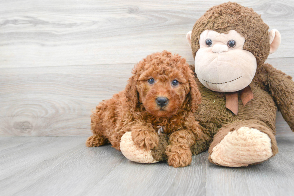 Best Mini Goldendoodle Baby