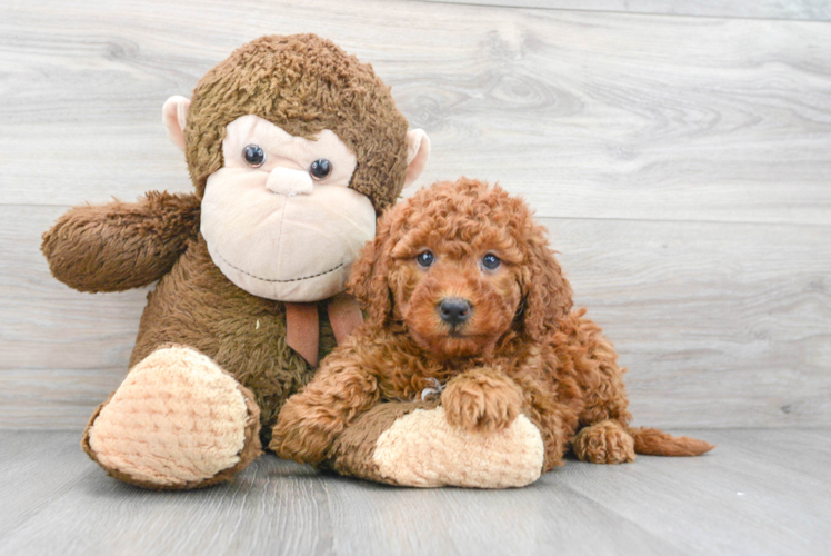 Petite Mini Goldendoodle Poodle Mix Pup