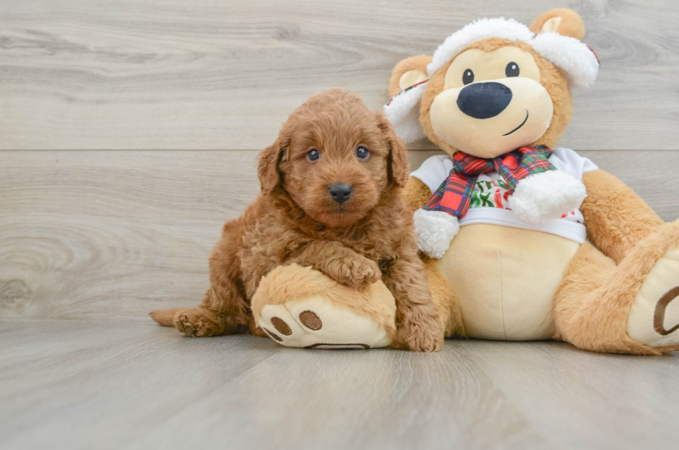 5 week old Mini Goldendoodle Puppy For Sale - Windy City Pups