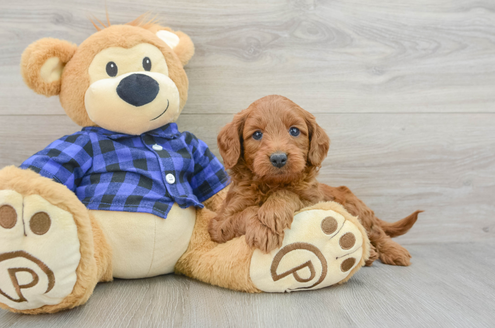 6 week old Mini Goldendoodle Puppy For Sale - Windy City Pups