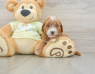 7 week old Mini Goldendoodle Puppy For Sale - Windy City Pups