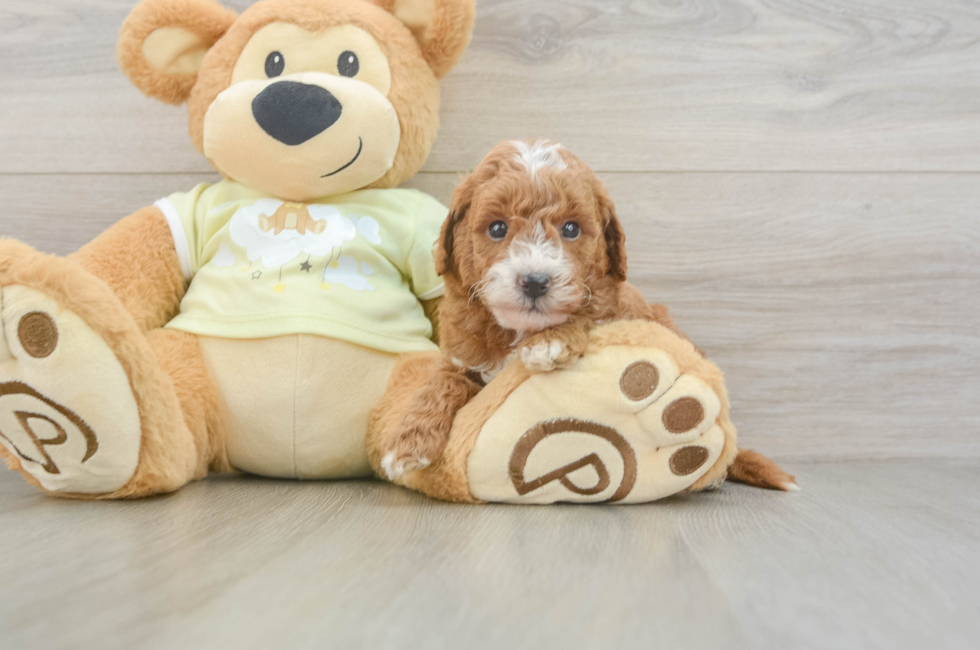5 week old Mini Goldendoodle Puppy For Sale - Windy City Pups