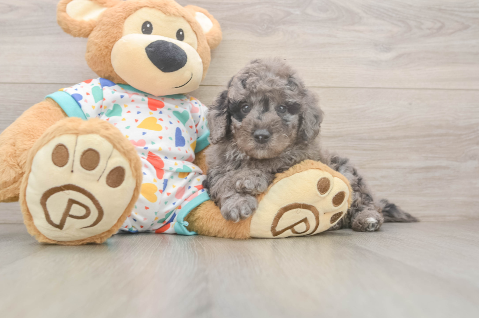 7 week old Mini Goldendoodle Puppy For Sale - Windy City Pups