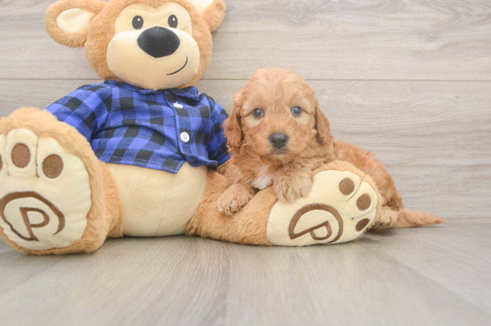 6 week old Mini Goldendoodle Puppy For Sale - Windy City Pups